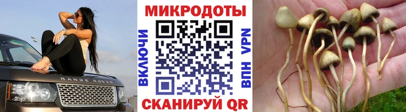даркнет какой сайт  сколько стоит  Мензелинск  Псилоцибиновые грибы Psilocybine cubensis 